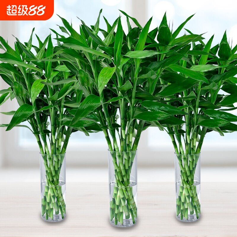 富贵竹水培植物客厅招财花卉绿植室内盆栽观音竹带根转运竹发财竹图片
