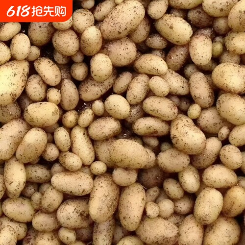贵州高山新鲜农家肥自种土豆