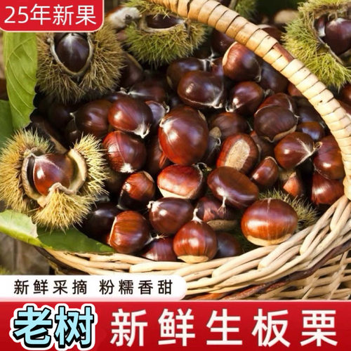 新鲜丹东批发板栗精选鲜栗子大板粟锥栗野生板栗新油板栗多规格