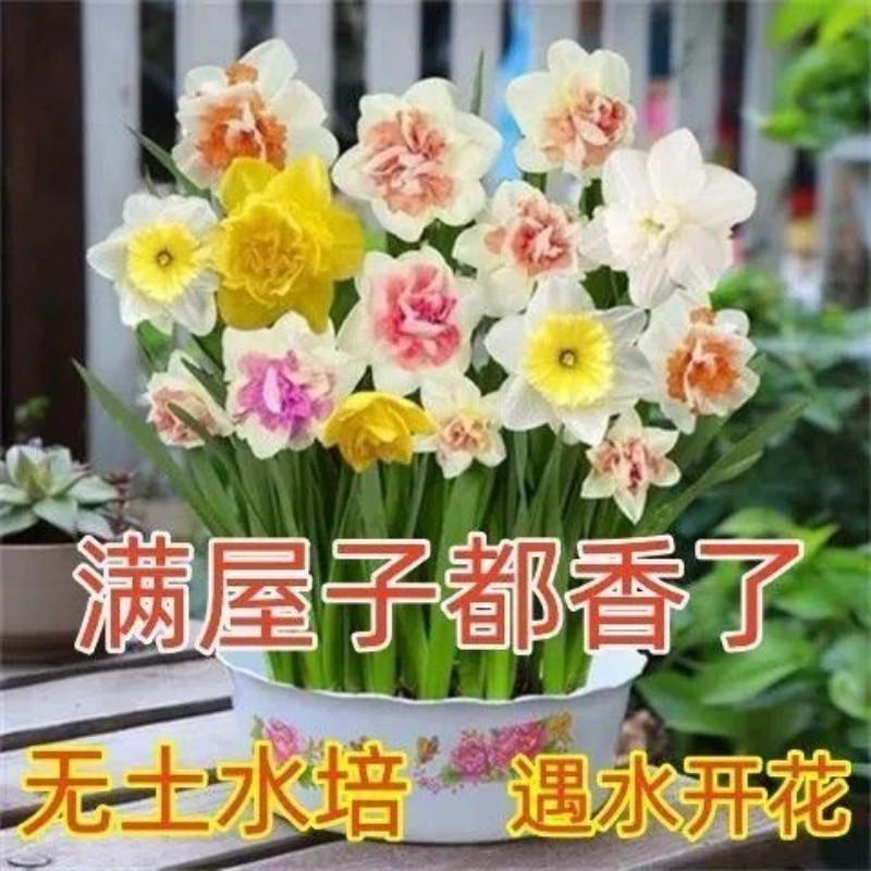 水仙花水培花卉室内花盆栽水养植物冬季好养耐寒植物四季种植花卉