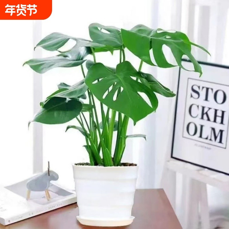 好养活龟背竹盆栽除甲醛盆景绿植室内阳台客厅水培花卉卧室甲醛,鲜花速递/花卉仿真/绿植园艺,大型绿植/成品组合盆栽,淘宝优惠券,粉丝福利购,淘宝优惠卷