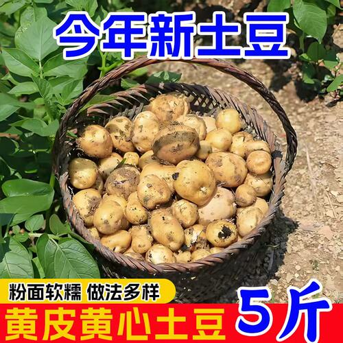 黄心小土豆恩施农家马铃薯