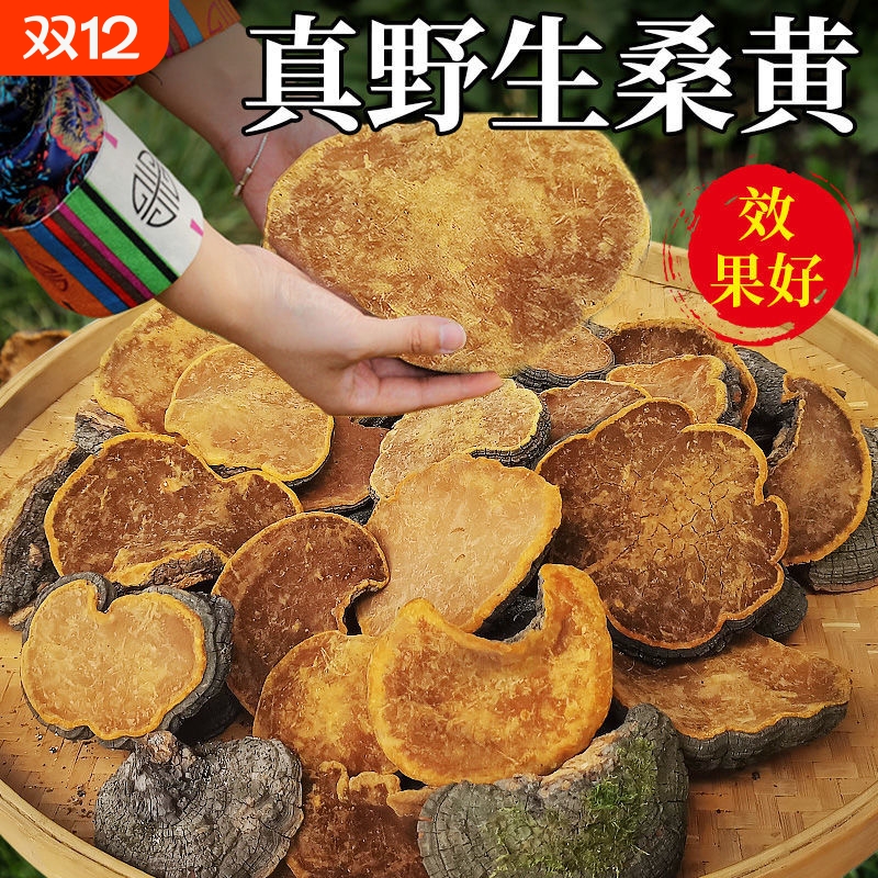 野生桑黄正品桑黄整枝切块天然野生桑黄灵芝干货中药材食药用菌