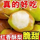 青薄皮雪梨批发 梨子源自原产地香梨红香酥新鲜水果应季 限量购