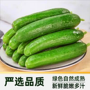 山东水果黄瓜新鲜生吃小黄瓜青瓜蔬菜时令蔬菜即食5斤整箱 包邮