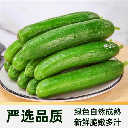 山东水果黄瓜新鲜生吃小黄瓜青瓜蔬菜时令蔬菜即食5斤整箱包邮
