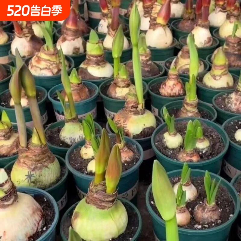 荷兰进口重瓣朱顶红种球室内外盆栽花卉值物易活特大开花种植花盆