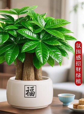 发财树盆栽植物室内客厅绿植小盆景四季常青花卉老桩办公室陶瓷