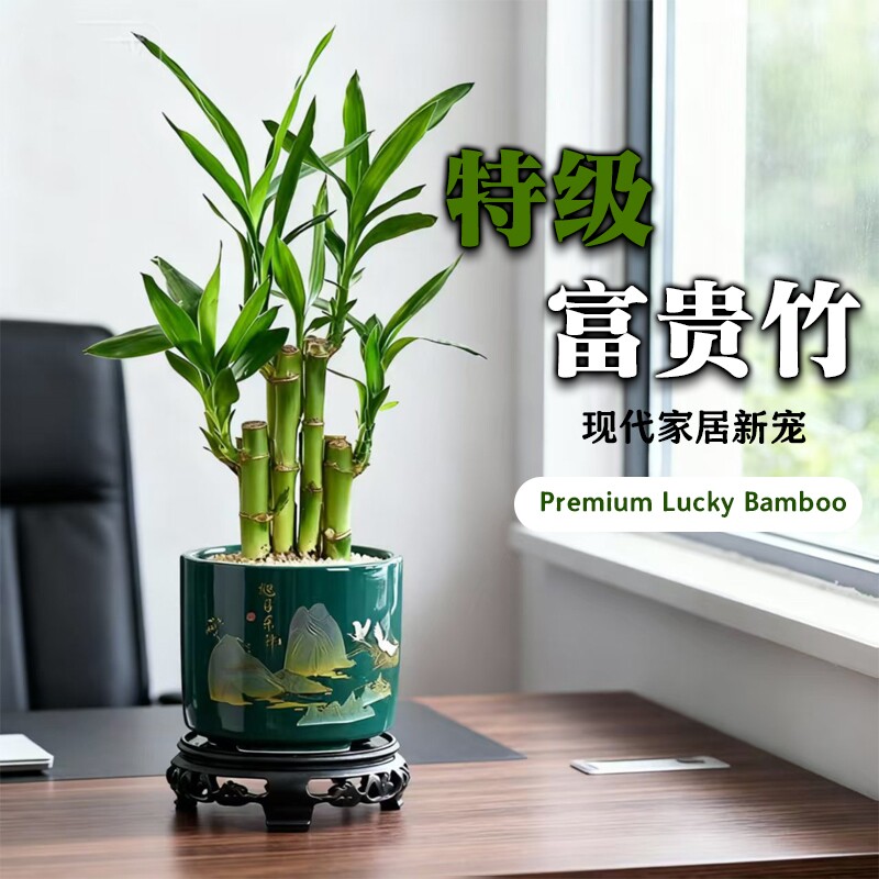 富贵竹风水植物客厅招财文昌竹盆栽中式盆景转运竹观音竹室内绿植