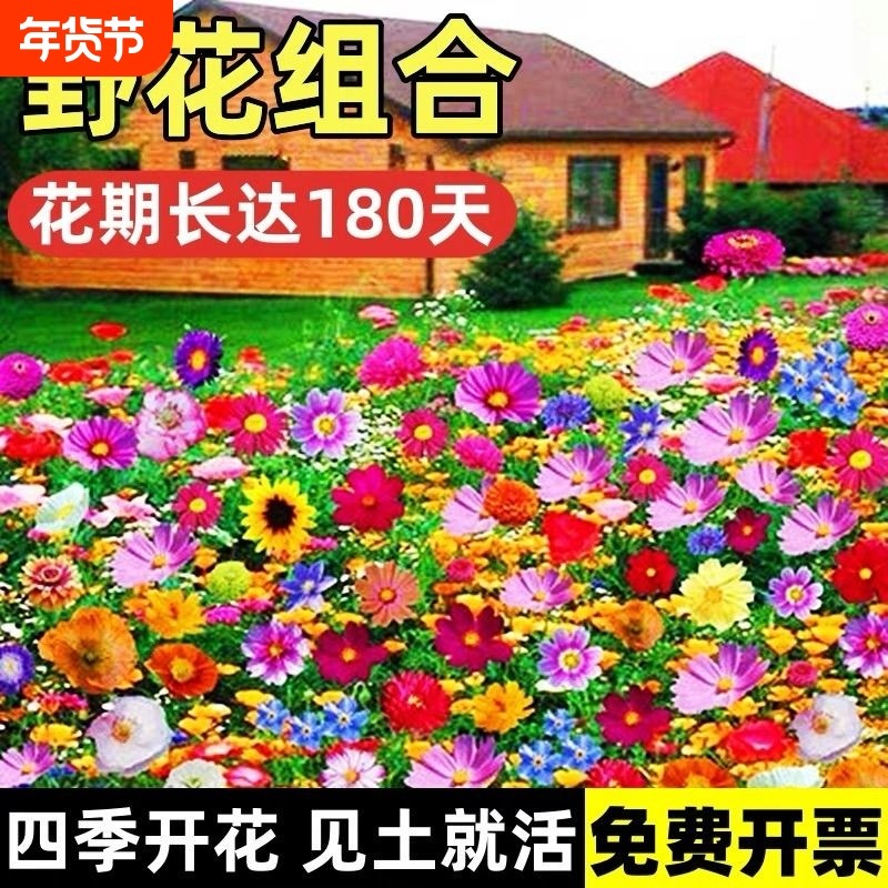 易活种子四季开花耐寒花籽波斯菊格桑花野花组合庭院室外花种籽子