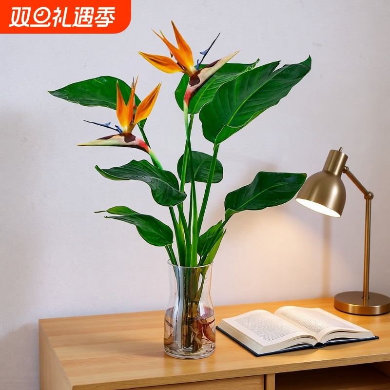水培天堂鸟盆栽花卉植物室内客厅绿植桌面鹤望兰四季易于养护