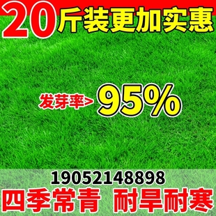 草坪草籽四季常青护坡固土绿化狗牙根百慕大黑麦种子庭院麦草耐寒