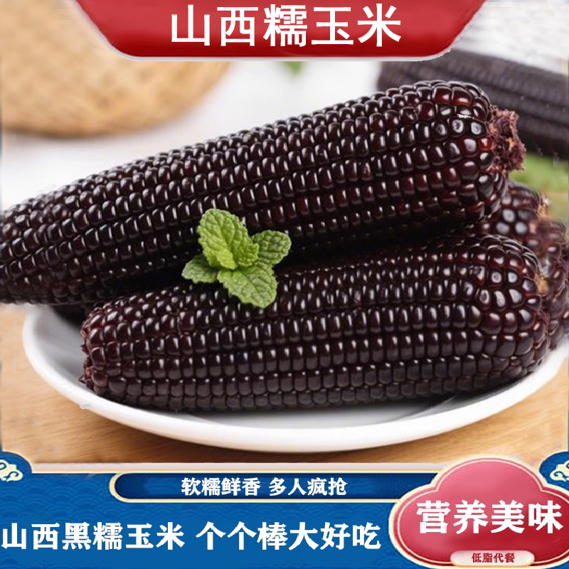 新鲜采摘黑糯玉米甜糯玉米人工精选优质黑糯玉米代餐玉米