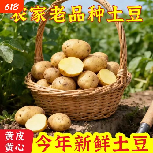 正宗新土豆新鲜现挖黄心