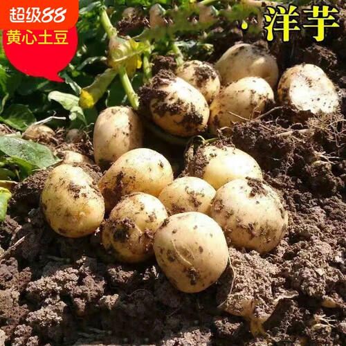 新鲜小土豆湖北天门农家自种