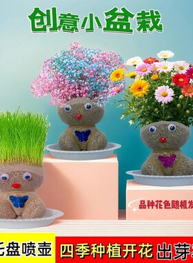 草头娃娃盆栽草娃娃儿童植物水培