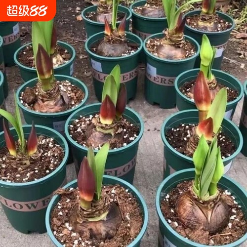 荷兰进口重瓣朱顶红种球室内外盆栽花卉值物易活花卉现挖特大种球