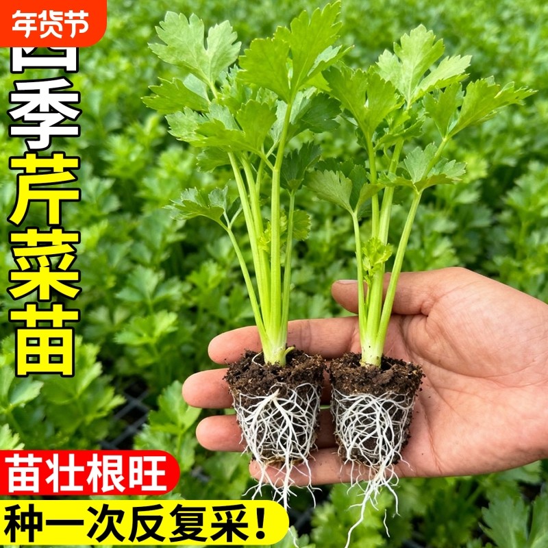 芹菜苗四季西芹秧苗蔬菜种子阳台盆栽种苗根芹香芹菜高产种植新鲜