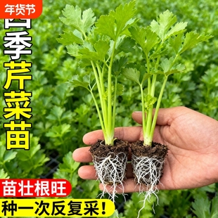芹菜苗四季西芹秧苗蔬菜种子阳台盆栽种苗根芹香芹菜高产种植新鲜