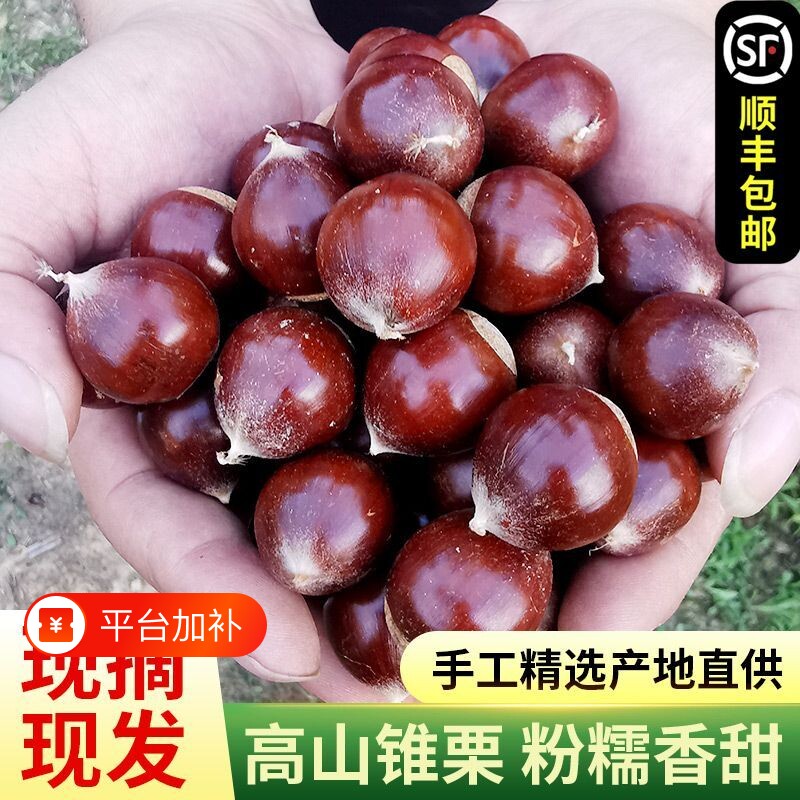 【顺丰冷链】正宗福建建瓯锥栗野生锥栗板栗新鲜现摘油栗子即食