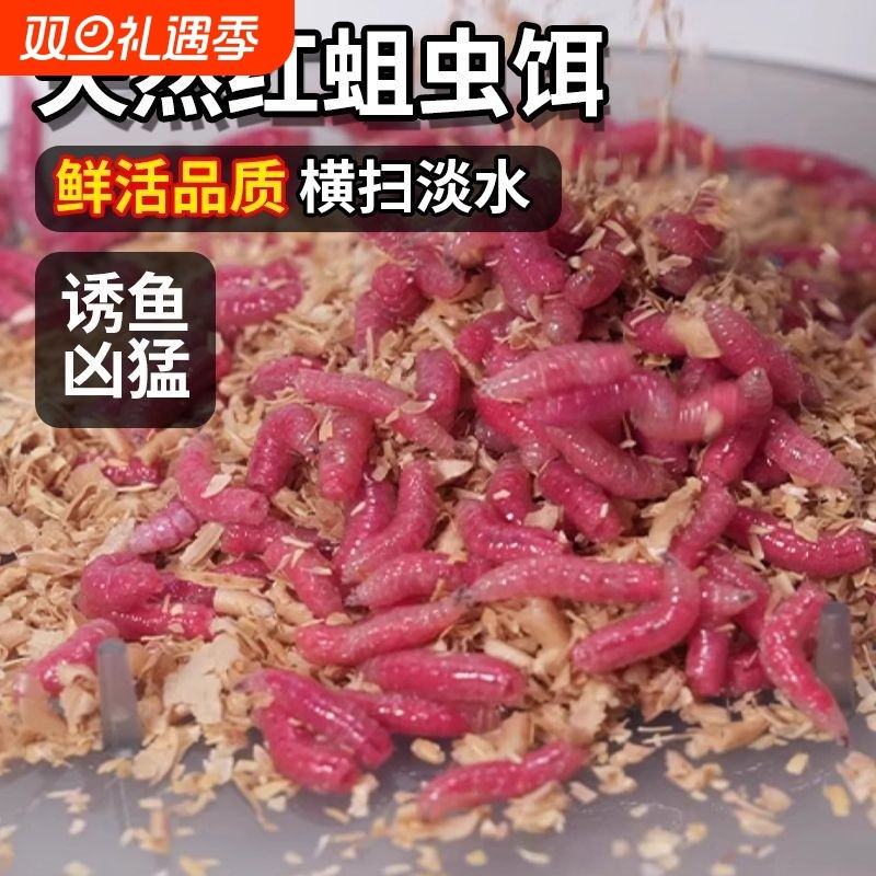红蛆虫活饵肉蛆昆虫饵钓鱼冬季腥味野钓溪流公鱼石斑鲫鱼饵料红虫