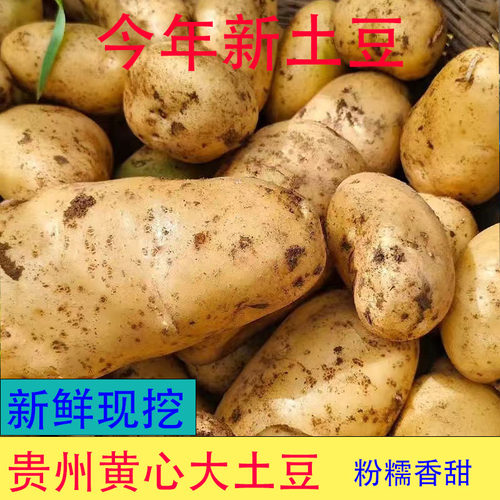 黄皮黄心土豆马铃薯洋芋
