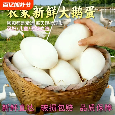农家正宗散养新鲜鹅蛋天然孕妇