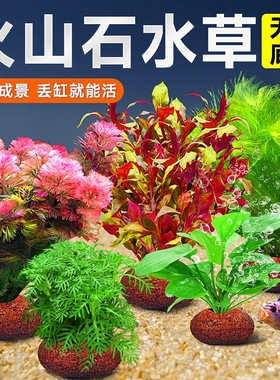 鱼缸火山石水草植物造景装饰专用真草水培蜈蚣草绿菊净化水质养鱼
