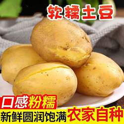 土豆农家自种马铃薯面土豆黄心黄麻子土豆包邮