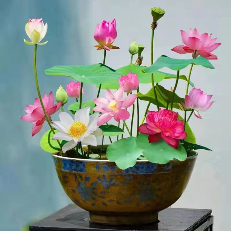 碗莲水培植物花卉室内花好养好养开花种子籽水养盆栽客厅睡莲