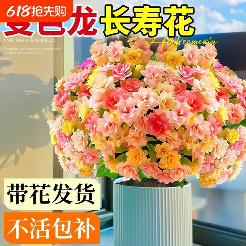长寿花盆栽重瓣大花变色龙带花苞花苗四季开花绿植物室内桌面花卉