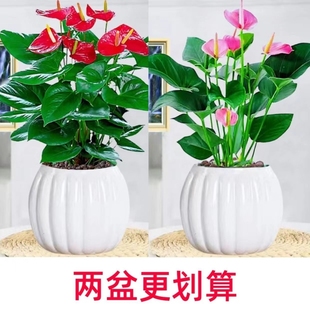 水培红掌白掌一帆风顺盆栽室内植物净化空气吸甲醛四季好养摆放花