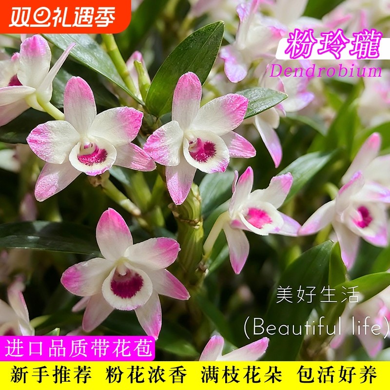 带花苞粉玲珑春石斛兰花苗室内水培花卉绿植盆栽开花鲜花品种阳台