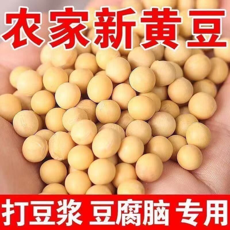 东北黄豆非转基因农家自种植大豆生豆芽打豆浆专用当季五谷杂粮
