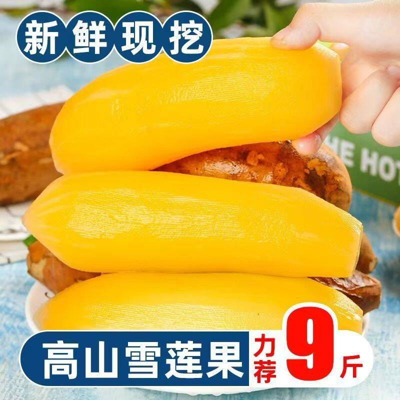天山雪莲果9斤新鲜水果应当季云南孕妇红心雪连果黄心果整箱包邮