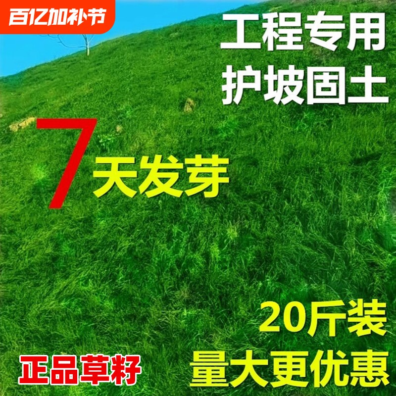 护坡固土草坪草籽四季常青绿化草种子狗牙根草种黑麦草多年生耐寒