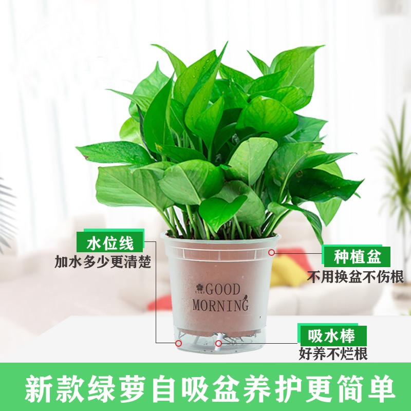 绿萝盆栽除甲醛净化空气室内办公室花卉绿植家用吸甲醛客厅好养