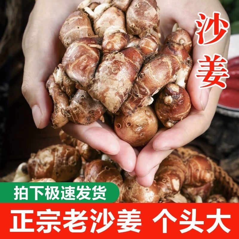 广东正宗沙姜自种新鲜/山奈白切鸡饭店酒店煲汤卤味配料生姜香料,水产肉类/新鲜蔬果/熟食,生姜/南姜,淘宝优惠券,粉丝福利购,淘宝优惠卷