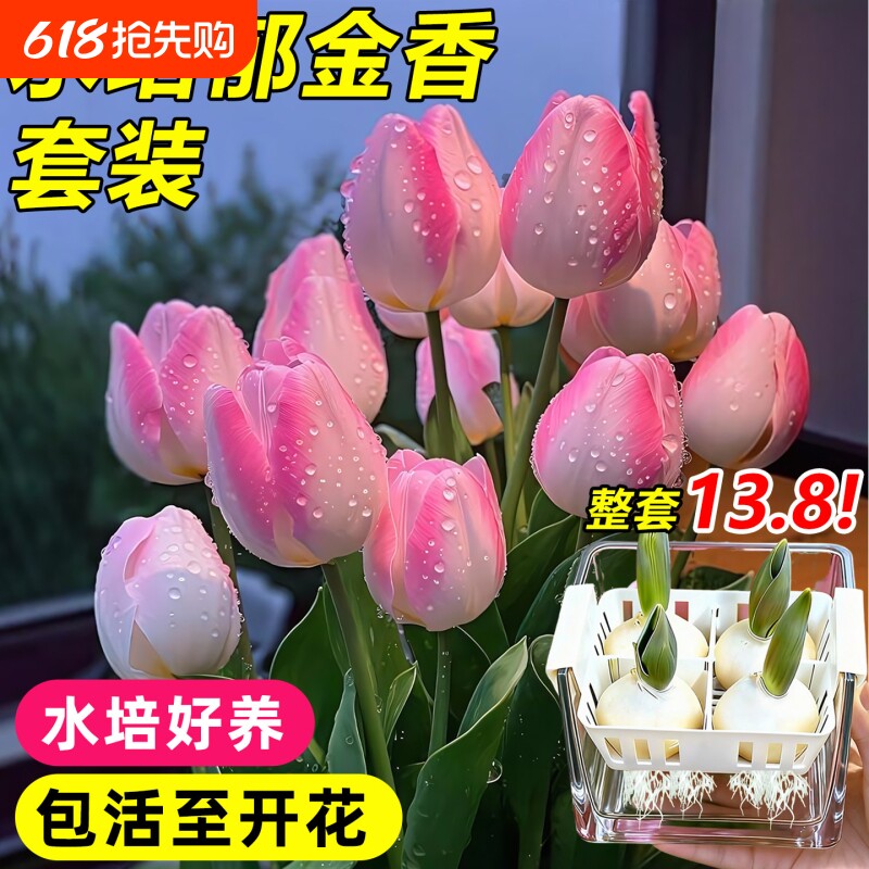 郁金香种球水培四季花卉植物室内花大种子盆栽花苗土培种植开花