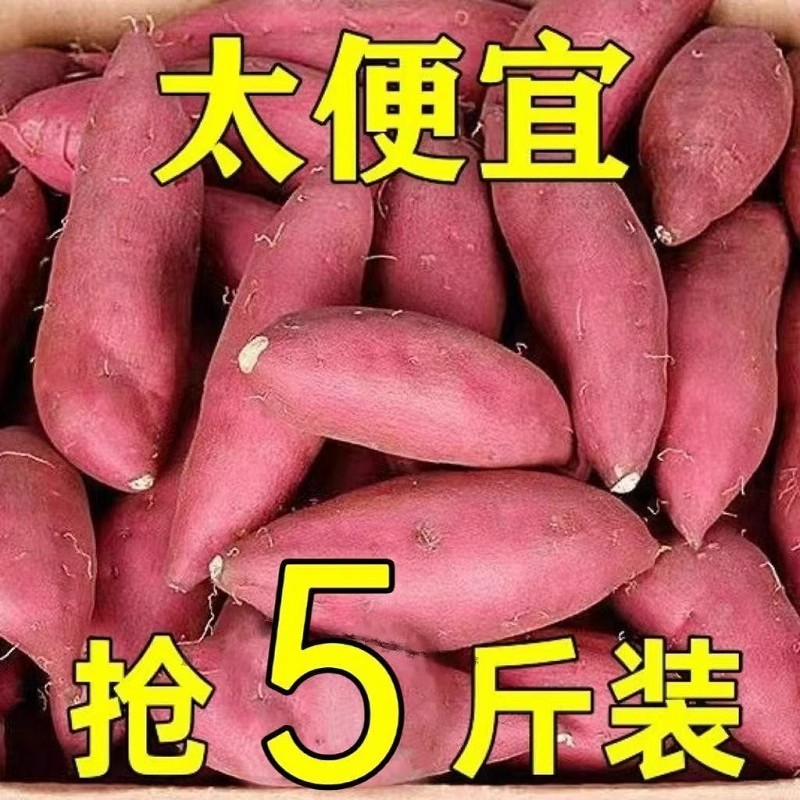 5斤装沙地黄心蜜薯龙九红薯现挖新鲜地瓜烤红薯农家自种软糯香甜
