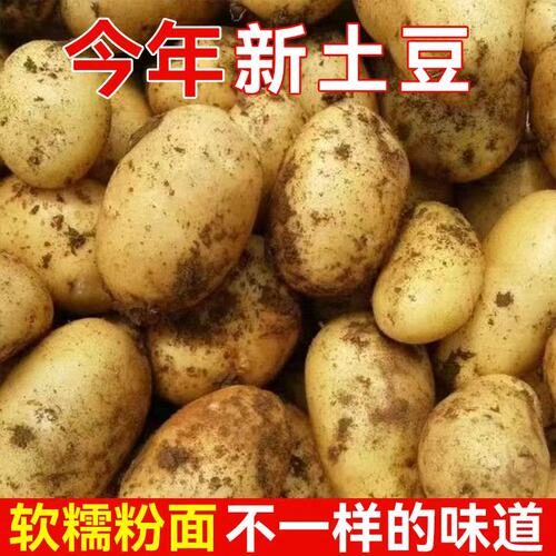 恩施农家自种新鲜小土豆