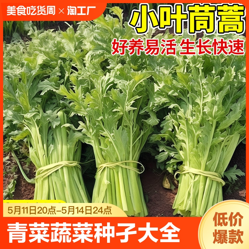 小叶茼蒿种子青菜蔬菜种孑大全