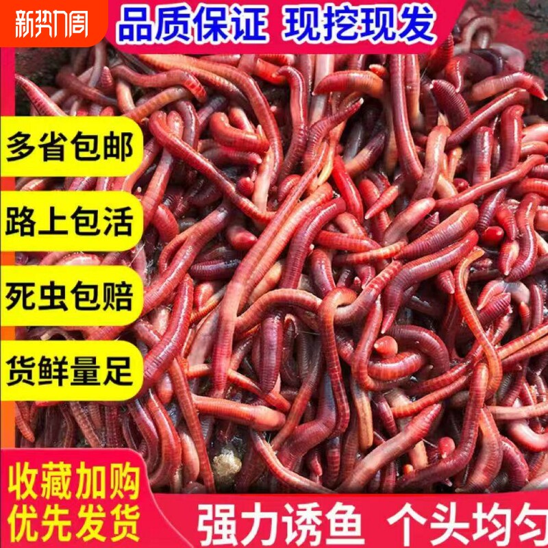蚯蚓活饵鲜活红虫垂钓鱼饵料鲫鱼鲤鱼野钓黑坑鱼食打窝料通杀鱼料
