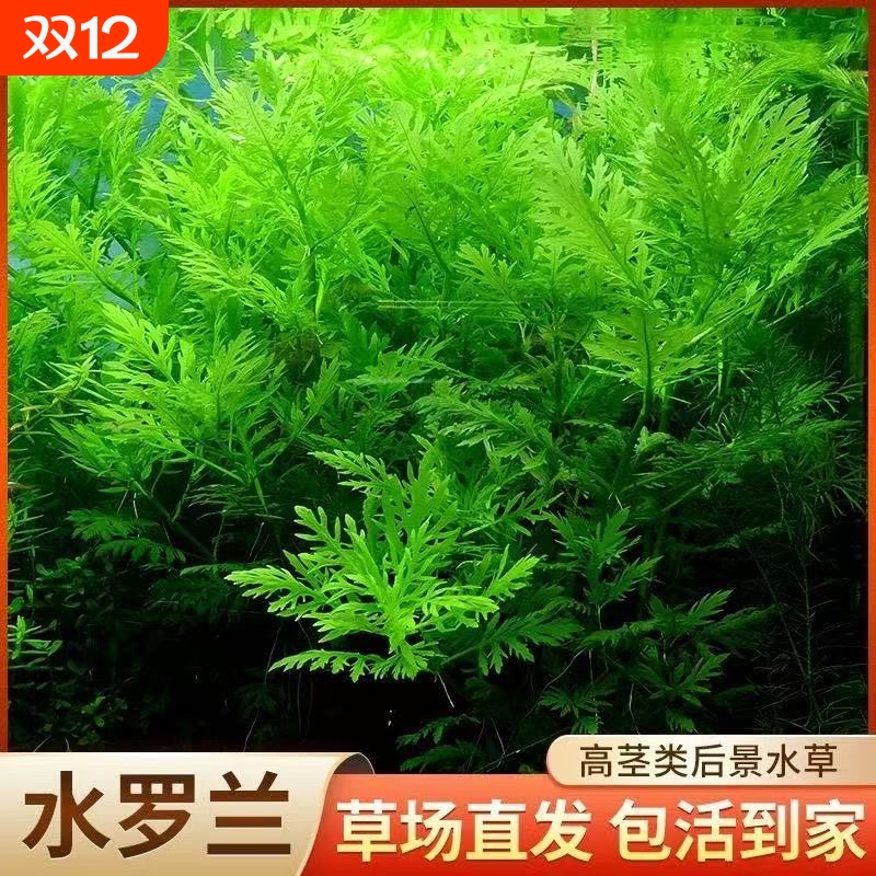 水罗兰鱼缸造景净水后景新手懒人水草植物好养活阴性淡水增氧净水