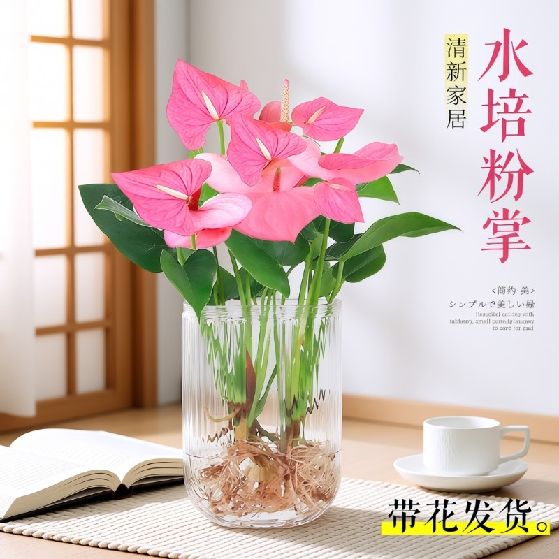 水培植物粉掌盆栽花卉植物室内办公室桌面四季常青好养活红掌绿植