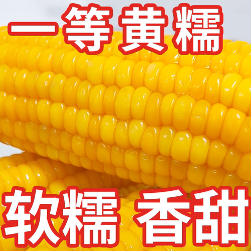 整箱广西黑糯玉米棒新鲜甜糯黑玉米批发独立真空头茬大棒甜糯玉米