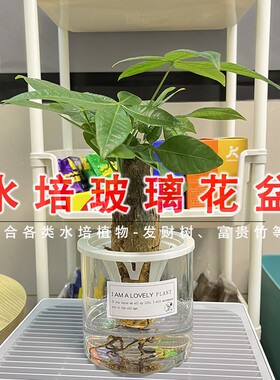 发财树水培器皿透明玻璃植物观音竹绿植桌面绿萝花盆富贵竹控根