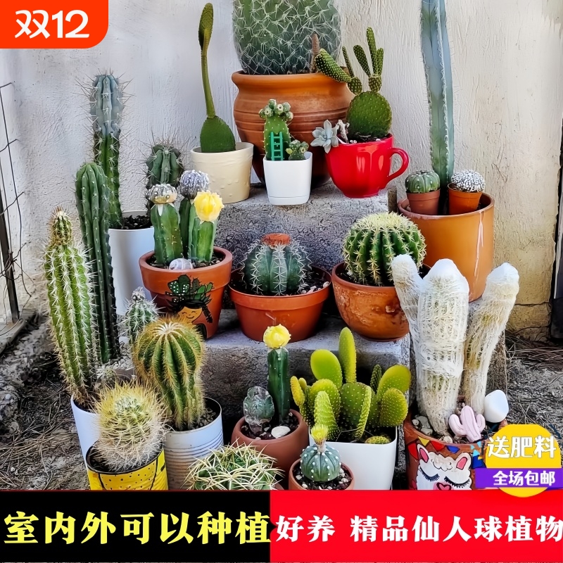 多肉植物仙人掌多肉植物万重山盆