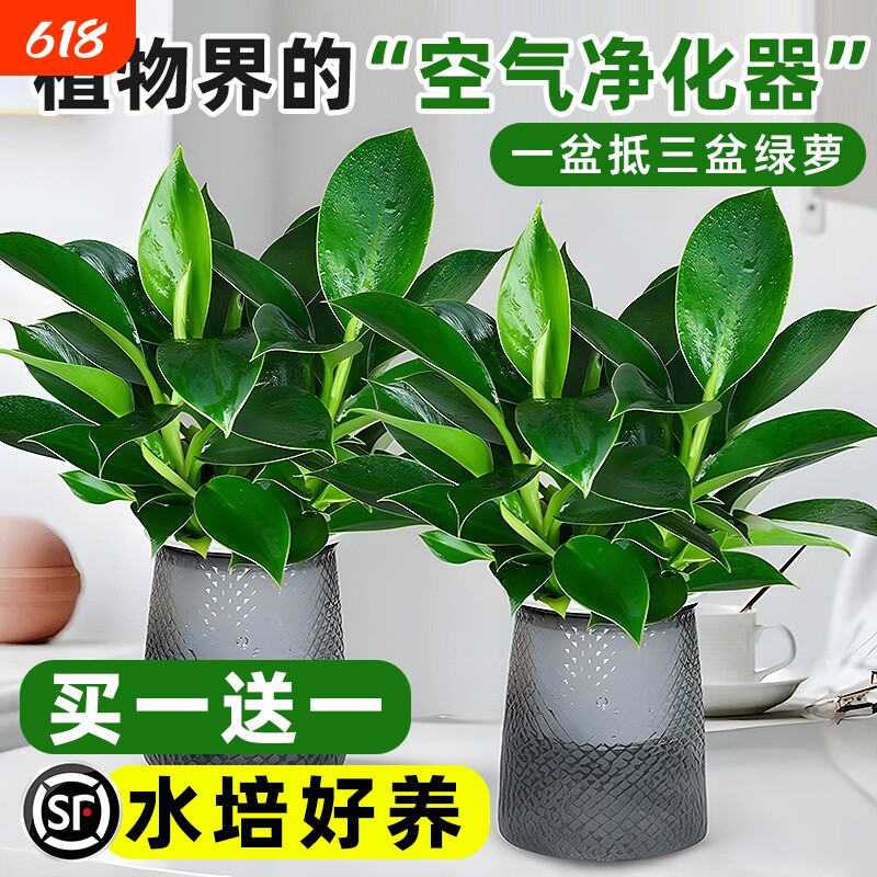 大叶金钻绿公主盆栽带花苞桌摆水培植物室内好养客厅旺宅绿植四季
