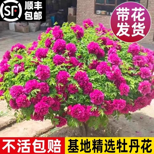 牡丹花苗盆栽洛阳正宗大苗花种老桩庭院花卉重瓣室内外牡丹花树苗